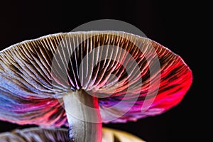 The Mexican magic mushroom is a psilocybe cubensis, whose main active elements are psilocybin and psilocin - Mexican Psilocybe