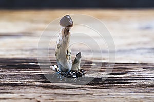 Mexican magic mushroom is a psilocybe cubensis, whose main active elements are psilocybin and psilocin - Mexican Psilocybe
