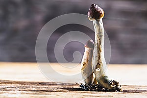 Mexican magic mushroom is a psilocybe cubensis, whose main active elements are psilocybin and psilocin - Mexican Psilocybe photo