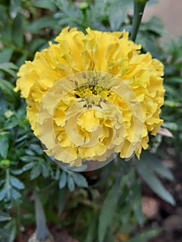 This is mexican marigold, isn& x27;t it?