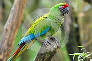 Mexican military macaw