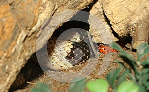 THE Mexican milk snake Hidden in a cave