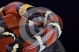 Mexican milksnake (Lampropeltis triangulum annulata) photo