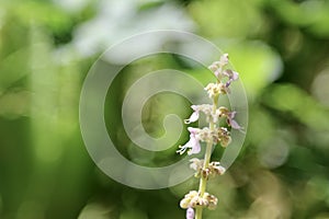 Mexican mint flower blooming and bokhe background