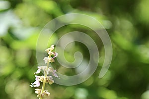 Mexican mint flower blooming and bokhe background
