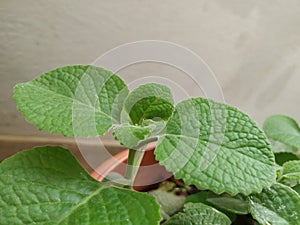 Mexican Mint Plant or Leaves Background with texture and pattern