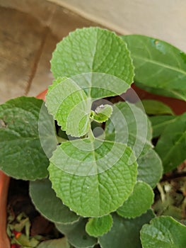 Mexican Mint Plant or Leaves Background with texture and pattern