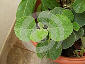 Mexican Mint Plant or Leaves Background with texture and pattern