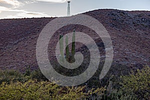 Mexican mountainous arid landscape with saguaro cactus