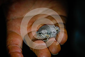 Wildlife: A Narrow-mouthed Toad is shown by a Biologist in the Northern Jungles of Guatemala photo