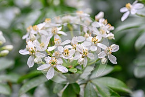 Mexican orange blossom Choisya ternata White Dazzler, close-up of flowers