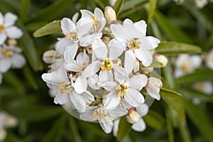 Mexican Orange Blossom white flowers