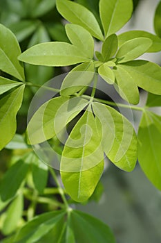 Mexican orange Brica photo