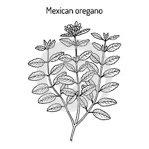Mexican oregano Lippia graveolens , medicinal plant