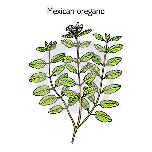 Mexican oregano Lippia graveolens , medicinal plant