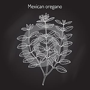 Mexican oregano Lippia graveolens , medicinal plant