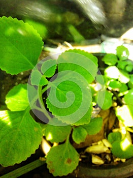 Mexican oregano with pungent flavor and odor also known as Navara ila or panikoorka or Navara pacha or karpuravalli