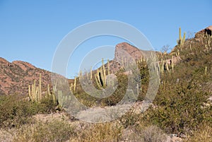 Mexican Organpipe cactus