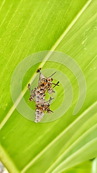 Mexican Paper Wasp, a species of Vespids(Vespidae) makes nests in leaves