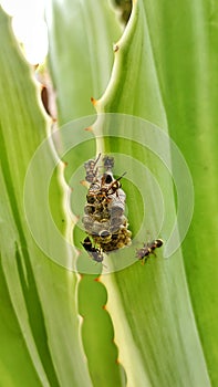 Mexican Paper Wasp, a species of Vespids(Vespidae) makes nests in leaves