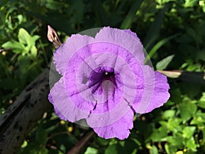 Mexican petunia