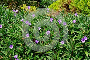 Mexican petunia also know as Ruellia simplex