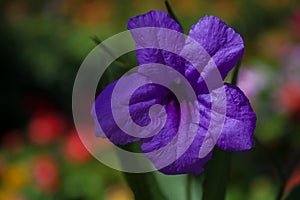 Mexican petunia in bloom during late spring