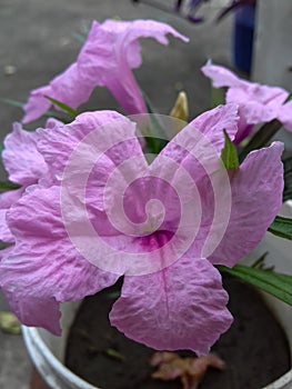 Mexican petunia flower plant, Ruellia simplex or Mexican bluebell or Britton`s wild petunia flower plant, soft pink in color