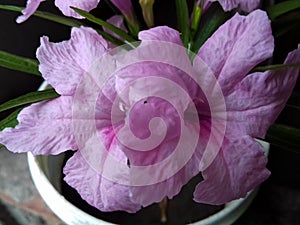 Mexican petunia flower plant, Ruellia simplex, Mexican bluebell or Britton`s wild petunia flower plant, soft pink in color