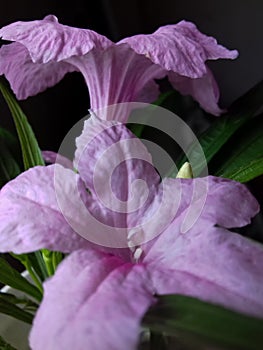 Mexican petunia flower plant ,Ruellia simplex or Mexican bluebell or Britton`s wild petunia flower plant, soft pink in color