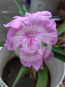 Mexican petunia flower plant, Ruellia simplex, Mexican bluebell, Brittons wild petunia flower plant