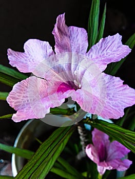 Mexican petunia flower or Ruellia simplex or Mexican bluebell or Britton`s wild petunia flower plant, soft pink in color