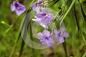 Mexican Petunia flowers : Ruellia Simplex