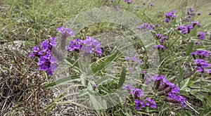 Mexican petunia found next to a roadway