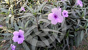 Mexican petunia purple flowers on tree