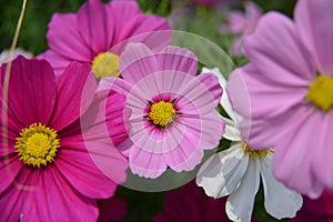 Dark Pink white Cosmos Flowers