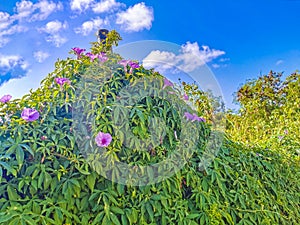 Mexican pink Morning Glories flower on fence with green leaves