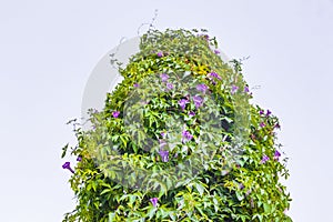 Mexican pink purple Morning Glory flowers with exempted white background