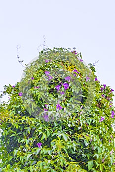 Mexican pink purple Morning Glory flowers with exempted white background