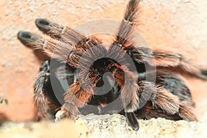 Mexican pink tarantula