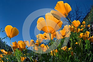 Mexican Poppy