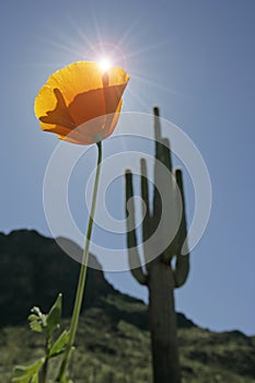 Mexican Poppy bloom