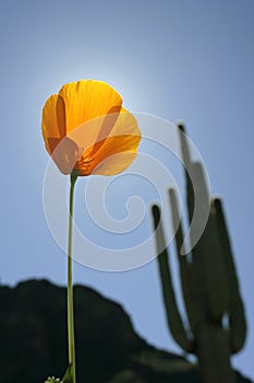 Mexican Poppy bloom