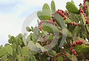 Nopales or Prickly Pear Cactus with fruit in tula, hidalgo, mexico I photo