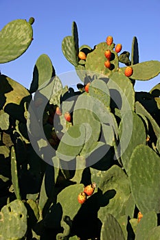 Mexican prickly pears