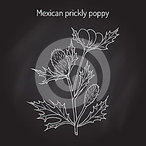 Mexican prickly poppy Argemone mexicana , or flowering thistle, medicinal plant