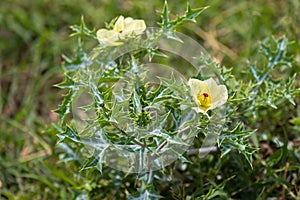 Mexican prickly poppy, flowering thistle, cardo, growing at Serengeti, Tanzania, Africa