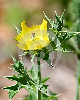 Mexican Prickly Poppy plant with bright yellow bloom