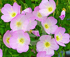 Mexican Primrose Flower Blossoms Oenothera Speciosa also known