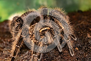 Mexican red-haired bird-eating spider. Brachypelma vagans.